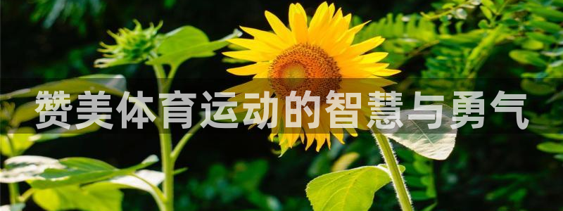 MK体育官网下载平台注册要钱吗安全吗：赞美体育运动的