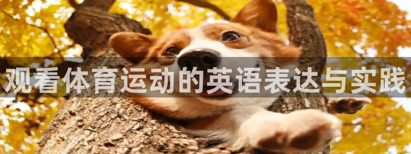 MK体育官网下载平台注册流程图：观看体育运动的英语表